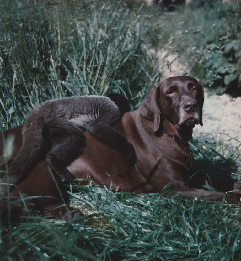 5 I always growing with many animal, hir a German Shorthaired Pointer with his friend from Brazil as a woolly brazil monkey.